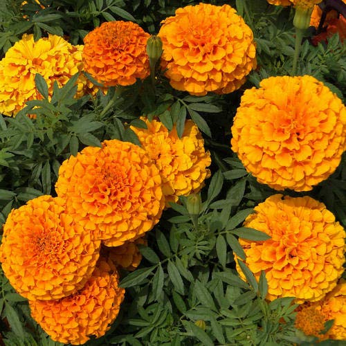 See full amazon price history chart for Zabbus Seeds Marigold Hazara Flower Seeds Hybrid F1 Seeds All Season for Home Garden (50 Seed) Zabbus Seeds Marigold Hazara Flower Seeds Hybrid F1 Seeds All Season for Home Garden (50 Seed) (B0BH1NQ9P3) Amazon Price History, Amazon Price Tracker