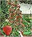 BALDUR Garten Kletter-Erdbeere 'Hummi®', 3 Pflanzen Fragaria Erdbeerbäumchen schnellwachsende Klettererdbeeren, selbstfruchtend