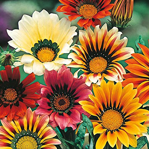 Nursery Live Rare Hybrid Gazania " Sunshine Mixed " Exotic 20 Seeds for Growing (B0BLRS6ZTK) Amazon Price History, Amazon Price Tracker