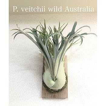ビカクシダ veitchii wild(子株)※親株相談可能 Amazon.co.jp: P. veitchii wild Australia ビカクシダ ベイチー