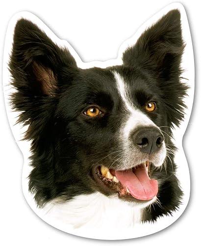 El imán para perro Border Collie mide 5.25 x 4.5 pulgadas, hecho para vehículos y refrigeradores