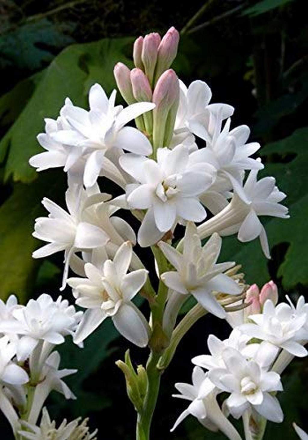 OhhSome Koo Round The Year Flowering Plant Rajanigandha Fragrant Flower Bulb (Single Tuberose) 12 Live Bulb