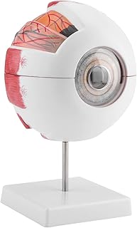 Human Eye Anatomical Model,Magnification 6X Enlarged Human Eye Anatomical Model, Eyeball Model for Anatomy Study Teaching Science Classroom Study Display Teaching Medical Model