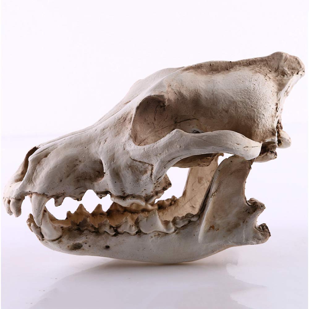 Réplica De Cráneo De Lobo, Modelo De Cráneo De Animal Realista, Modelo De Cabeza De Cráneo De Lobo, Artesanías De Resina, Estatua De Cráneo De Lobo Hecha A Mano Para El Instituto De Investigación An