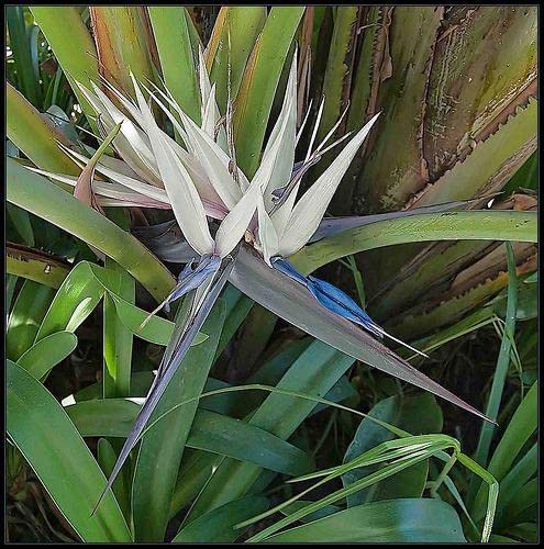 Siddhi Vinayak Gallary® Bird of paradise flower bulbs for Your Garden | white Bird of paradise Flowering Plants Seeds | Summer Flowering Seeds for Planters pack of 1 bulb (B0C1ZJ4NCD) Amazon Price History, Amazon Price Tracker