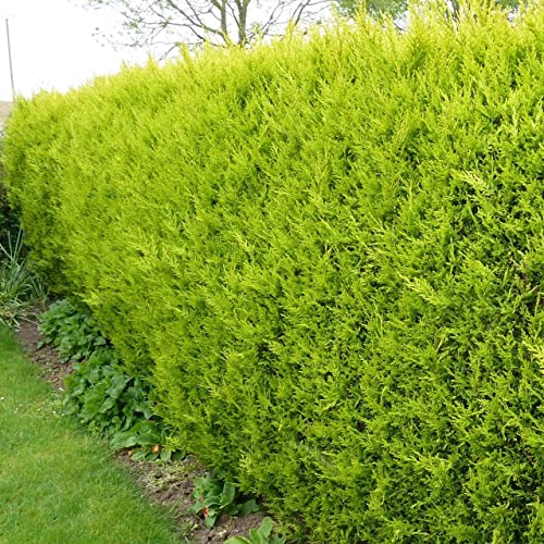 [x10] LEYLANDII Gold | Evergreen Conifer Hedging | CASTLEWELLAN | 40-60cms | P9