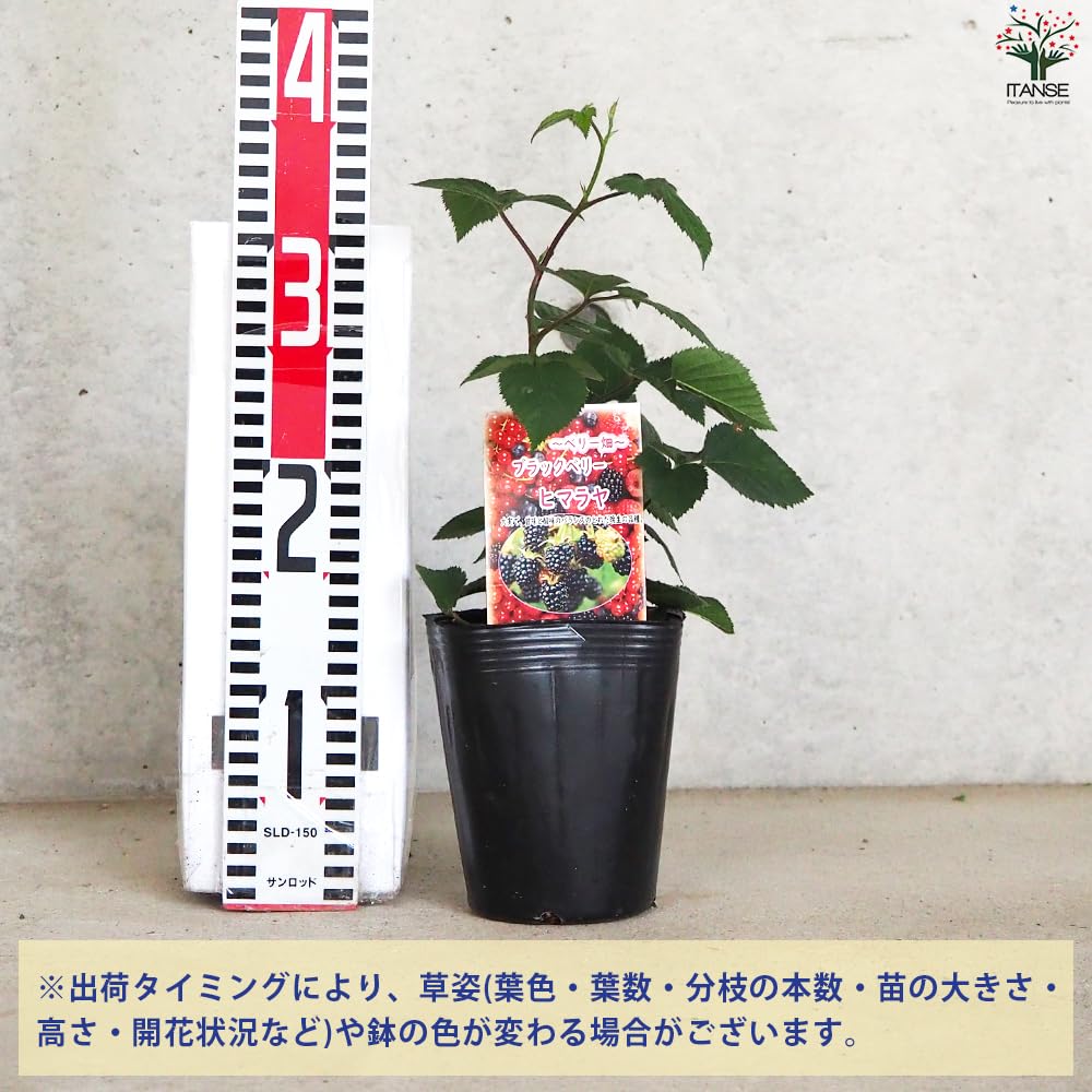 Amazon.co.jp: ブラックベリーの苗木 ヒマラヤ 12cmポット【品種で