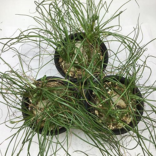 Amazon.co.jp: 多肉植物：アルブカ フミリス M*葉幅20cm: ホーム