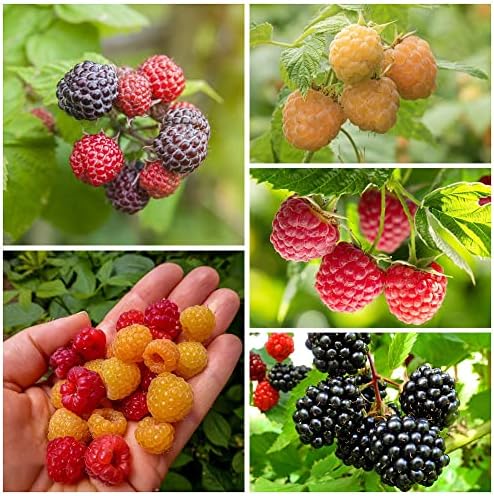 Himbeeren Pflanzen Samen ObstbäUme Obst Frisch Baum Himbeere SäUlenobst