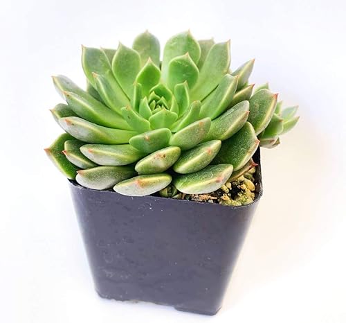Miniatura 4 de Graptoveria Olivia - Planta de interior de 2 pulgadas, suculenta saludable, rara e inusual, viva y de fácil cuidado, totalmente enraizada en tamaños