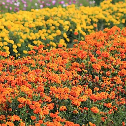 semillas de caléndula Decoraciones de jardín exteriores balcón resistentes antiguas variedades primavera lugares 1500pcs