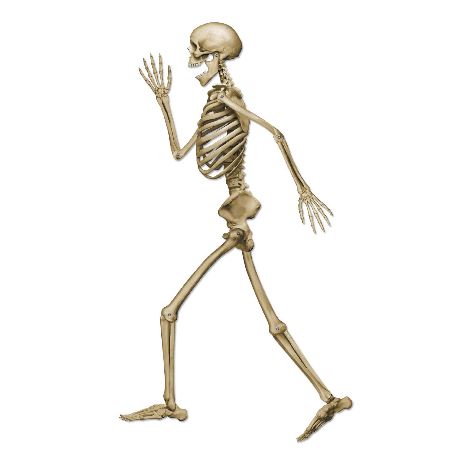 Beistle Co Profile Pete Jointed Skeleton Party Accessory (1 Count) (1/Pkg)