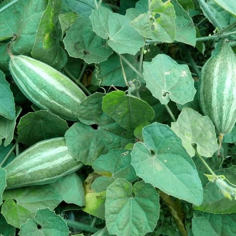 Pointed Gourd (Parwal) Seeds – Perfect for Pots, Grow Bags & Farmland – Fast Growing Seeds | 18 seeds per pack-picture-50