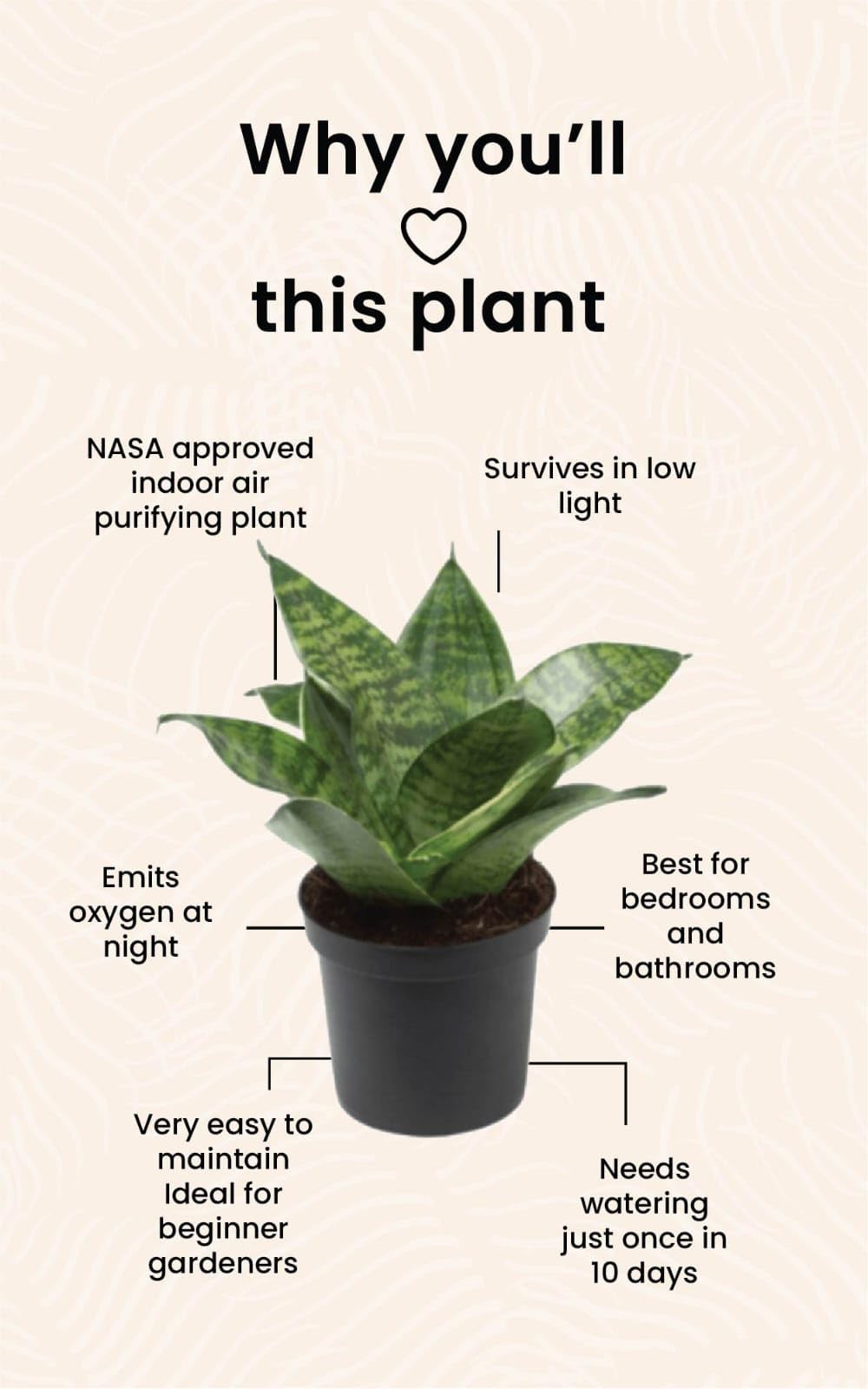 fern leaf peony plant Paeonia tenuifolia main image 0