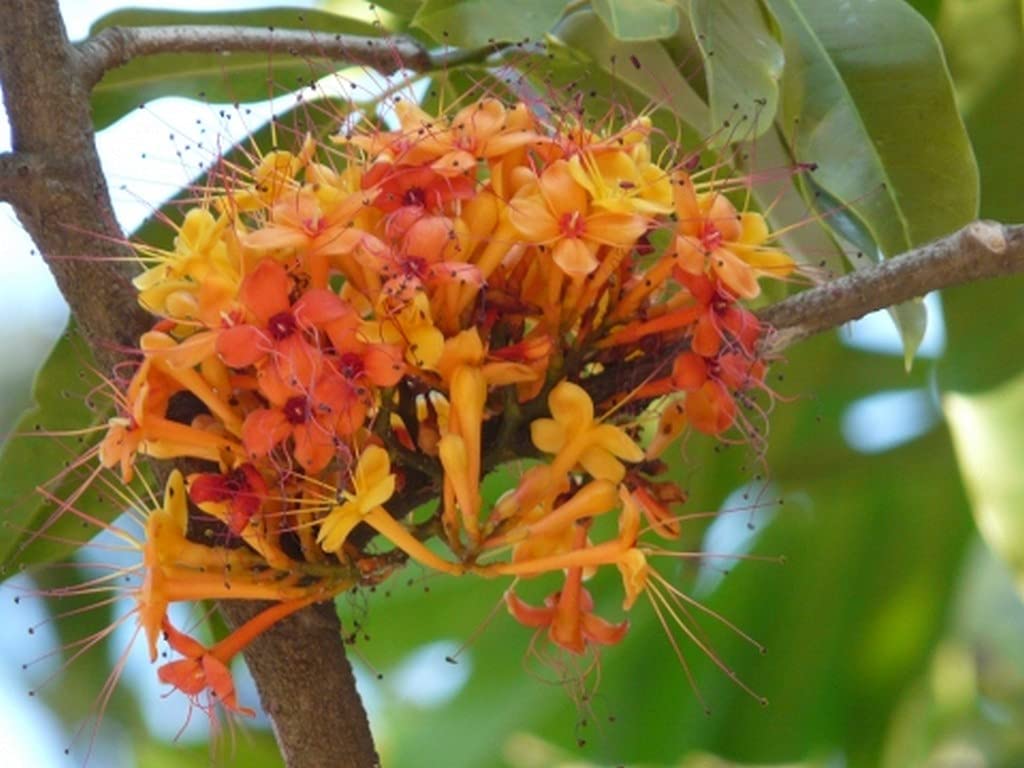 Ohhsome Garden Rare Sita Ashoka Tree Saraca Asoca Medicinal Plant Sita_Ashoka (Healthy Live Plant) (B09HN55GH6) Amazon Price History, Amazon Price Tracker