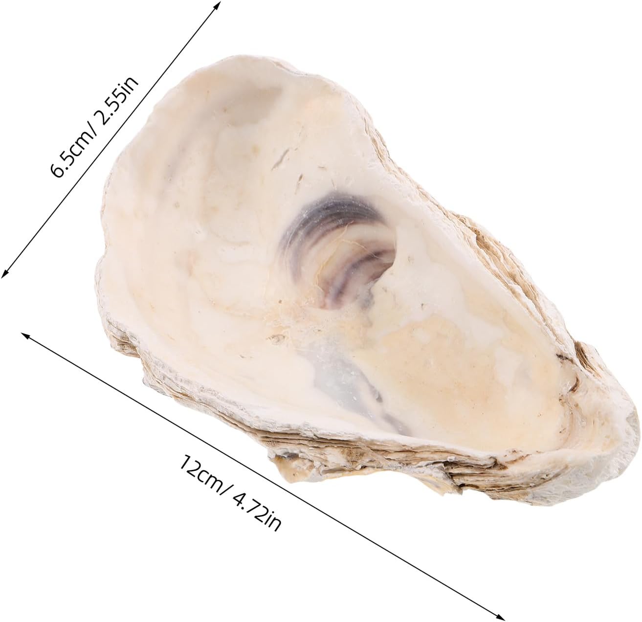8pcs Oyster Shell Display Plate - Oysters Shell-Shaped Serving Plates Dishes for Baking, Party, Home and Restaurant Cooking