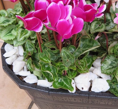 Amazon | ガーデンシクラメン 手軽なミディアムボックス 高規格