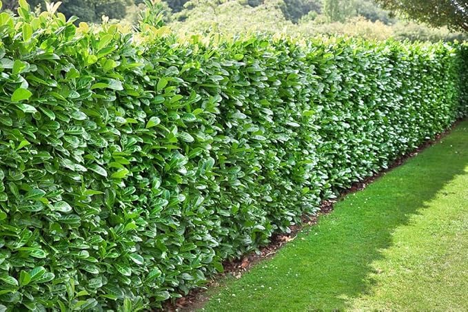 [x10] Cherry Laurel | Evergreen Hedging | Fast Growing | 30-60cm | P9 Pots