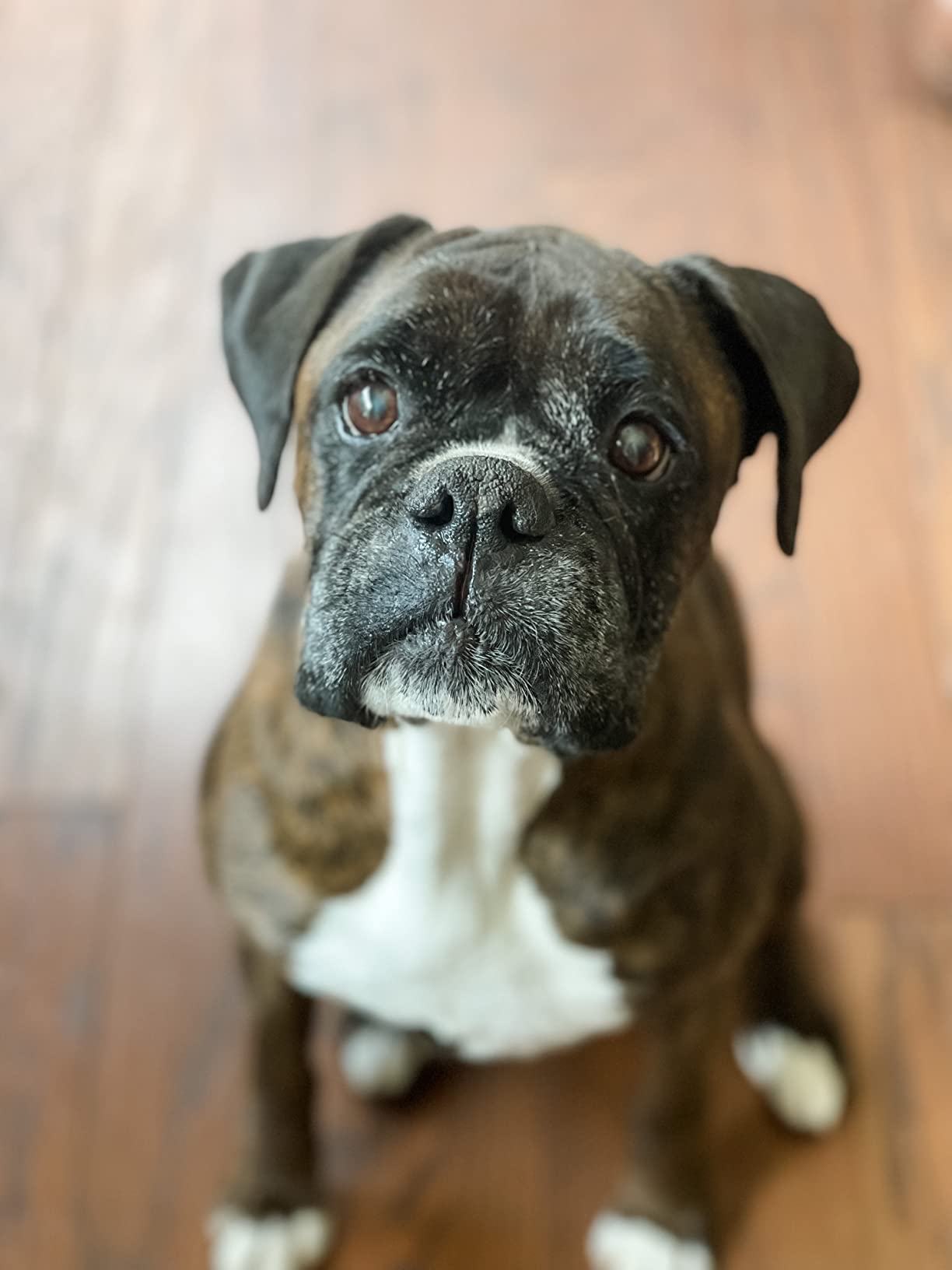 4/mo Finance Natural Dog Company Snout Soother Stick, Dog Nose Balm