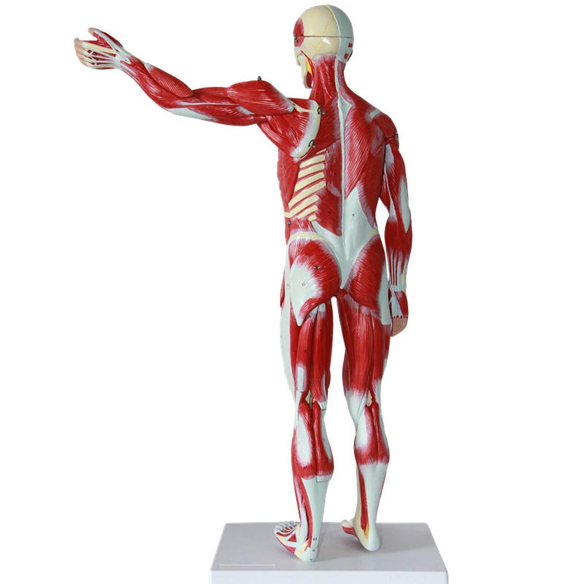 Modèle D'Anatomie Humaine De 78 Cm - Anatomie des Muscles Et du Squelette Humains - Matériel Pédagogique pour L'École Et L'Éducation