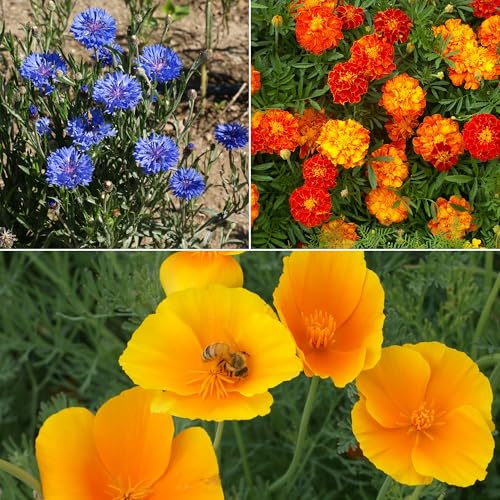 Image of Ferry-Morse Low-Growing Bulk Wildflower Seeds, 310,000+, 1 lb