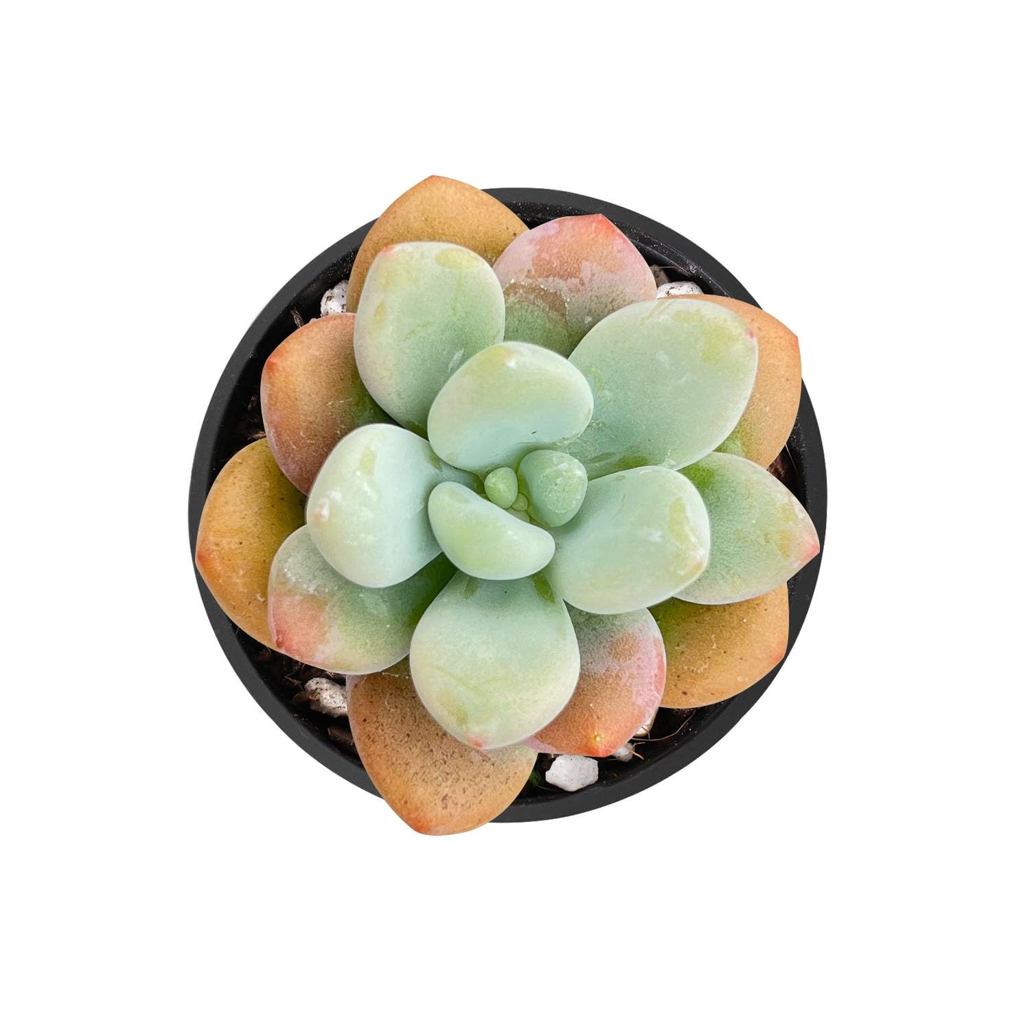 Sprout N Green Graptosedum Miul in 2 inch Starter Pot, Rare Live Succulent Plant Fully Rooted with Soil, Home Office Indoor Outdoor Wedding Decoration DIY Projects Party Favor