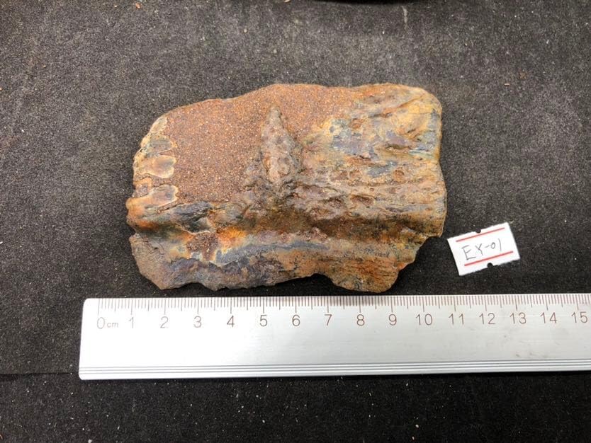 Jurassic Ancient Giant Beast Armor Fossils