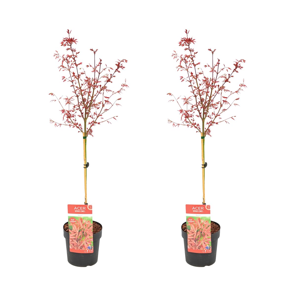 Bloomique - Lot de 2 - Acer Palmatum Shaina - Érable du Japon sur tronc - Plantes de jardin - Arbre - Rustique - Hauteur 80-​100 cm - Pot 19 cm
