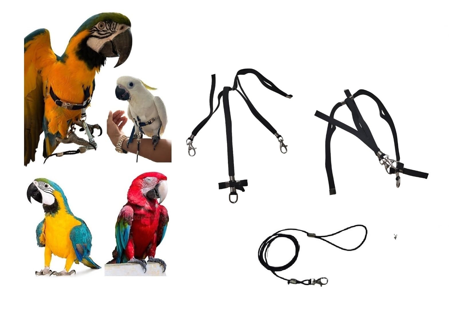 Adjustable Parrot Harness, 10 mm, Black Neck, Coloured Bands, 2 Hooks Metal Leash 3 mm 1 m (Black Neck Black Bands)