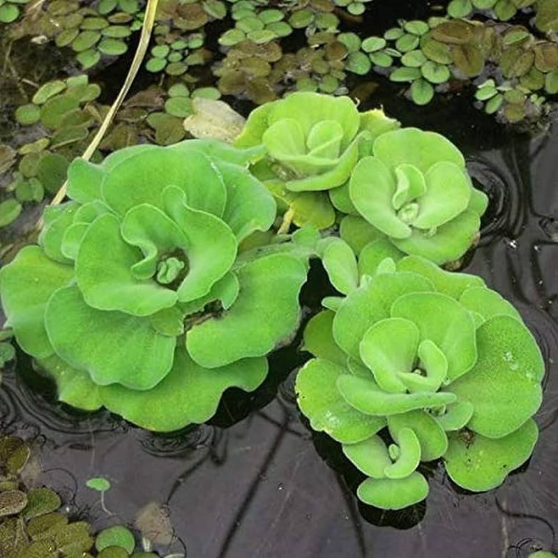 Indian Aquarium live plant||lettuce for water pond||water lettuce live plant||water letuuce for aquarium plant Pack of 10 (B0D1G1NWMT) Amazon Price History, Amazon Price Tracker