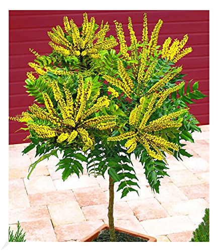 Immergrüner Zierstrauch Die 15 besten Produkte im Vergleich