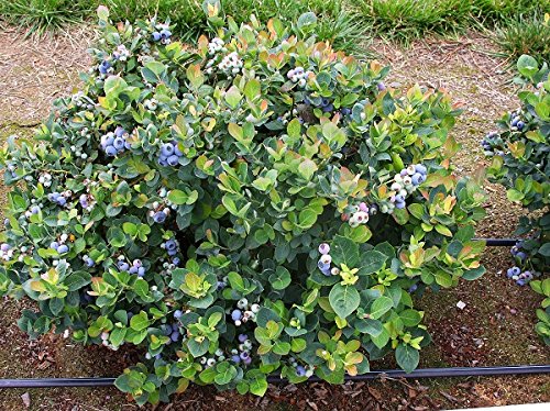 (1) - Top Hat Dwarf Blueberry - Starter Plant (7m)