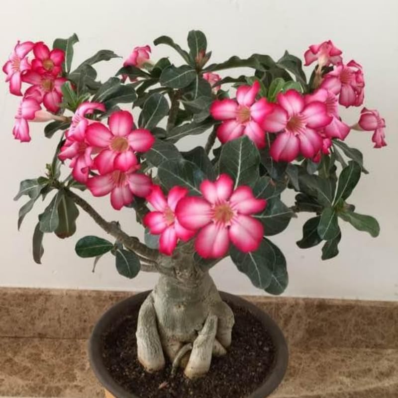 Adenium Desert Rose Plant Live, Desert Rose Live Plant, Succulent Plants from 4 to 7 Inch Long, Gardening Indoor Outdoor (Pink)