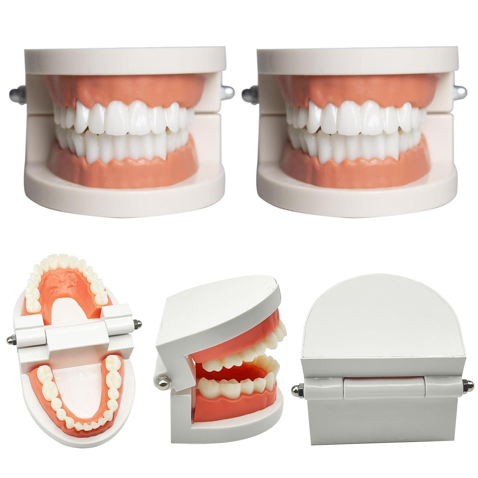 Modelo Dental de Demostración Estándar PVC para Adultos Niños Enseñanza Dental 2Pcs