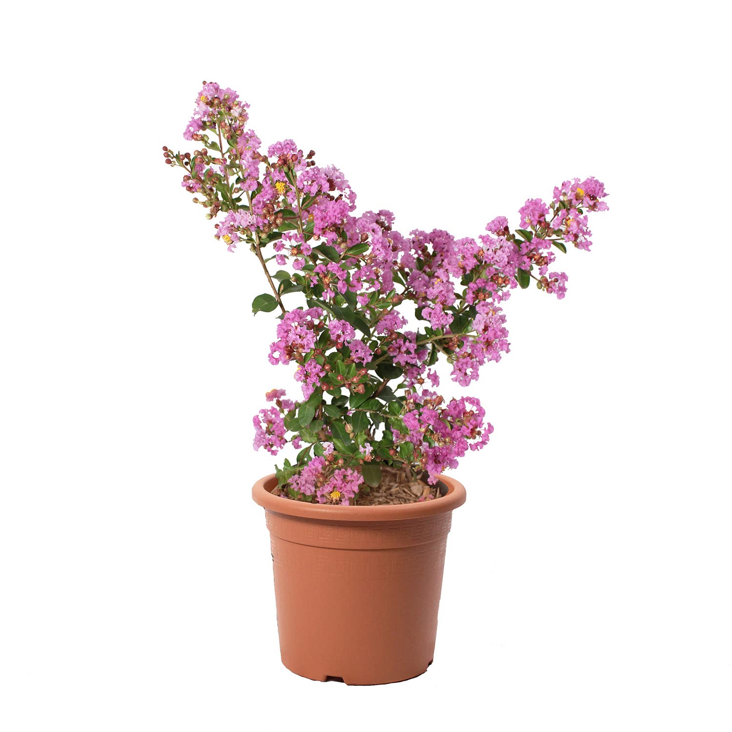 KENTIS - Lagerstroemia Indica Violet - Crape Myrtle - Plantes d'Extérieur Naturelles Resistantes - H 60-80 Pot Ø 24 cm