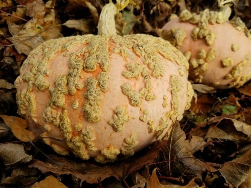 Buy4seeds 8 Seeds French Heirloom Squash galeux d'eysines Useful for Garden and Outdoor