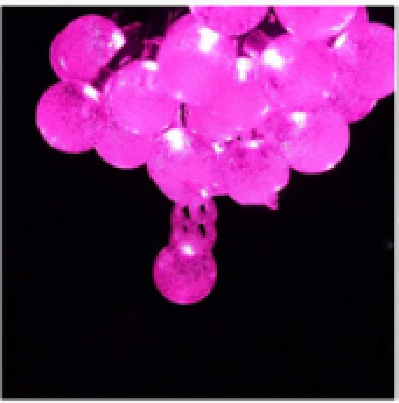 String Light, Zewnętrzne i wewnętrzne LED Solar String Lights LED, 20 świateł, Solar Ball Light, Przezroczyste kryształowe kule, Różowe, 30 LED