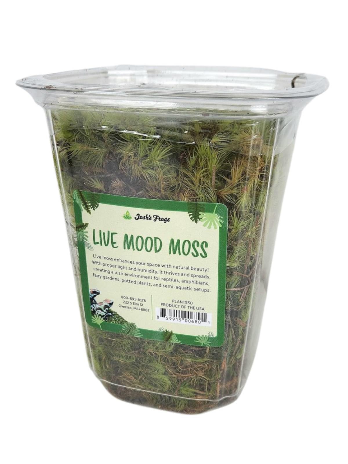 Sprig & Stone Fresh Mood Moss | Medium