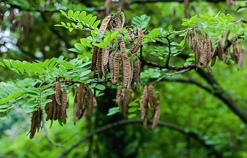 Miniatura 2 de 100 semillas de langosta negra en flor para plantar - Robinia pseudoacacia