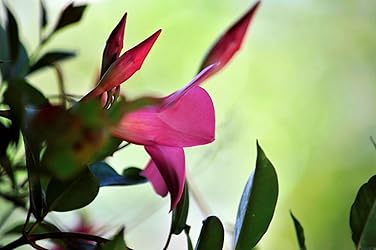 Immagine del cliente