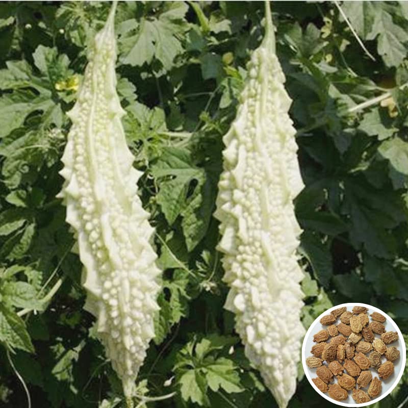 Seed Basket Bitter Gourd White Long vegetable Seeds (30 Seeds) (B09SLQTPKS) Amazon Price History, Amazon Price Tracker