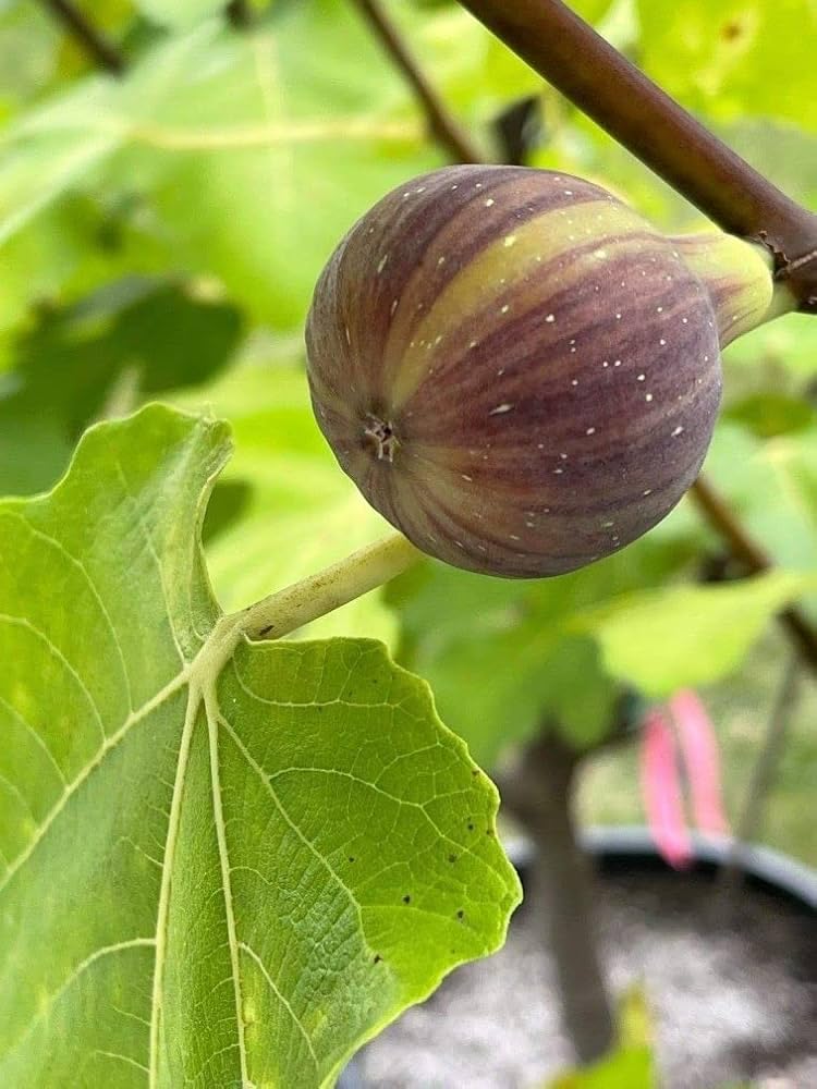 See full amazon price history chart for Anjer plants grafted for home garden, Live plant for anjeer,fig,anjir fruit plant Pack of 1 plant Anjer plants grafted for home garden, Live plant for anjeer,fig,anjir fruit plant Pack of 1 plant (B0DGQ4L1MX) Amazon Price History, Amazon Price Tracker