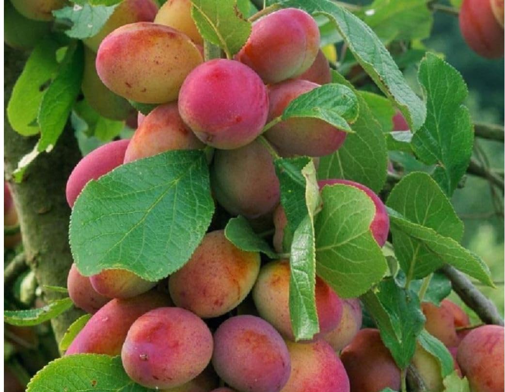 Fruit Tree Victoria Fruiting Outdoor Fruit - Prunus domestica 'Victoria' - Plum Potted Tree in 18 cm Pot - Winter Hardy Fruiting
