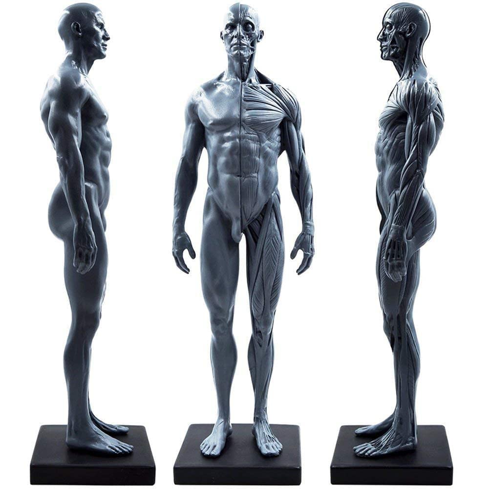 GTHTUHFD Resin Human Figure Anatomy Skull Head Body Model Muscle Bone Model Male, Reference For Artists For Medical Artist Drawing Study 30 Cm*1