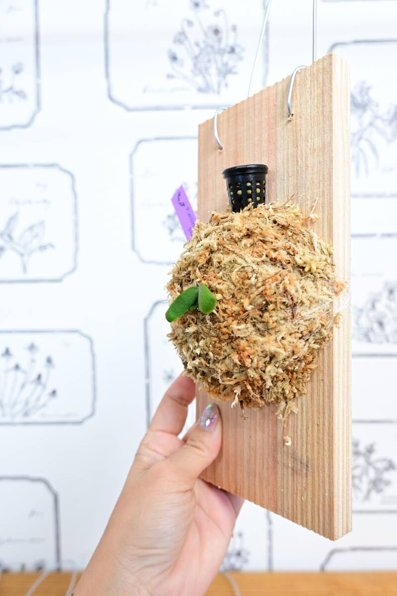 Amazon.co.jp: P.willinckii 'OMG' spored③ @bikamori.com