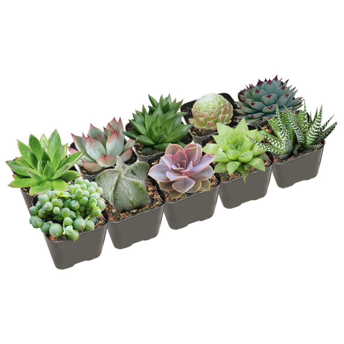 Pack 10 Espectaculares Crasas Plantas Naturales de Variados Colores y Formas