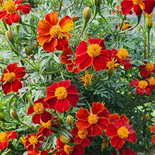 semi di calendula, da giardino da giardino resistenti Tagetes patula per esterni alla copertura del terreno 350pcs