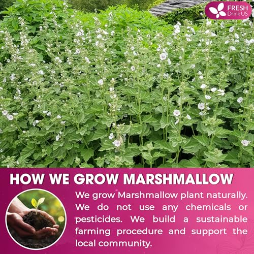 Image of FreshDrinkUS, Premium 8oz Marshmallow Root Powder (Althaea officinalis). Finely Ground - Premium Herbal Tea Ingredient - Smooth & Mild Botanical Powder. Caffeine Free. Sugar Free. Vegan