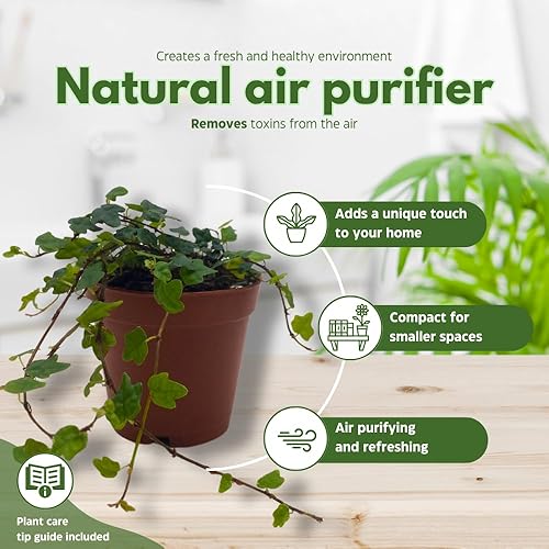 Miniatura 8 de BubbleBlooms Cadena de ranas, en una maceta de 2 pulgadas, planta de pies de rana, Ficus pumila Quercifolia, Oakleaf Tiny Mini Pixie Plant