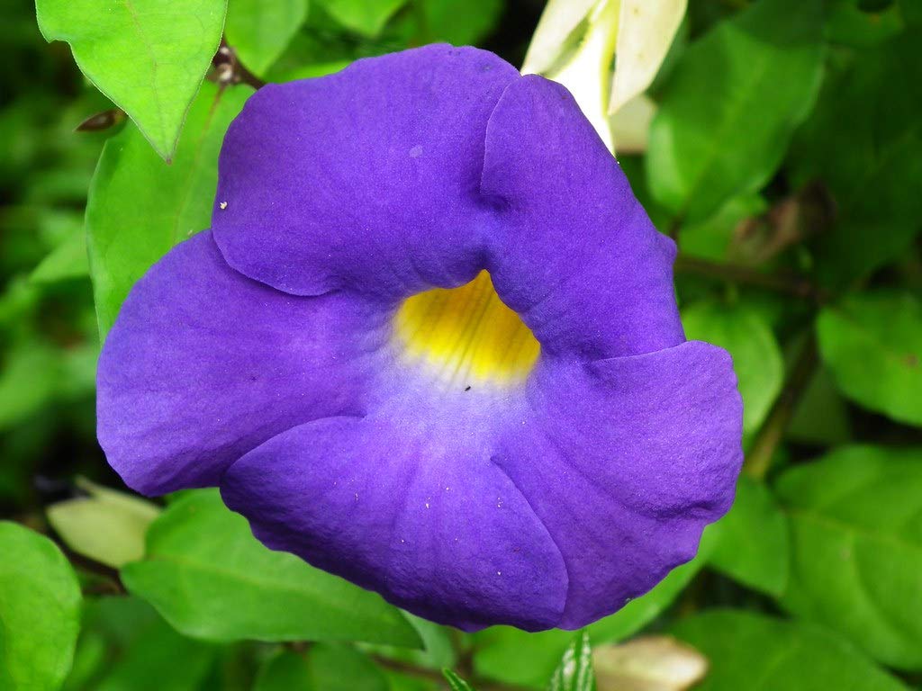 Platones Live Allamanda Blue Flower - 1 Plant - Creeper Golden Trumpet Flower Climbing Decorative Plant - Pack In Poly Bag (B092VFLTLR) Amazon Price History, Amazon Price Tracker
